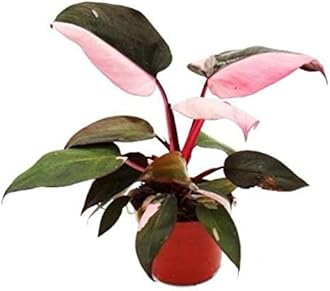 New Exotic Rare Philodendron Live Plant Pink Princess | With 5 inch Black Nursery Grower pot | For Indoor, Living Room, Home Decor And Gardening