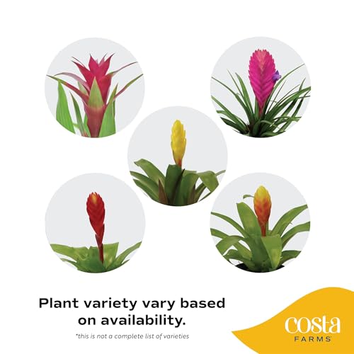 Costa Farms Bromeliad Live Plant, Live Indoor Flowering Plant, Houseplant Potted in Eco-Friendly Washable Paper Planter with Potting Soil Mix, Tabletop Room Decor, Grower\'s Choice, 12-Inches Tall - Thumbnail 3