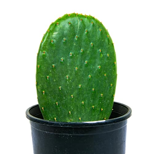 Cactus Outlet - Nopal Prickly Pear Cactus Plants Live - Live Cactus Plants - Nopal Cactus Plant Live - Prickly Pear Plant Live - Landscape Ready Cactus Plants Live Delivered Right to Your Door - Thumbnail 2