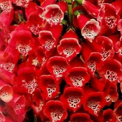 Buy4seeds 300 Seeds Digitalis pupurea Dwarf Red Foxglove Easy to Grow