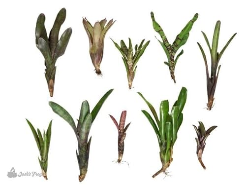 Bromeliad Bundle - 10 Plants #TOP1