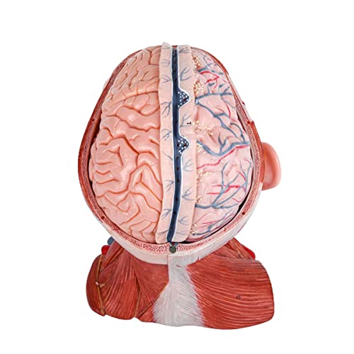 Image of Numbered Human Head and Neck W /Brain Model, 10 Part Life Size Anatomical Head and Neck Muscle with Vessels Nerves and Brain Model for Medical Anatomy and Physiology Study Research Teaching