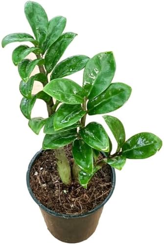 Easy houseplant Zamioculcas ZENZI ZZ Plant Rare Dwarf Variety for Shade Area in 9cm Pot