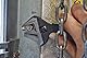Proferred T08001 Plumbing Adjustable Wrench, Phosphate Finish, 6 by