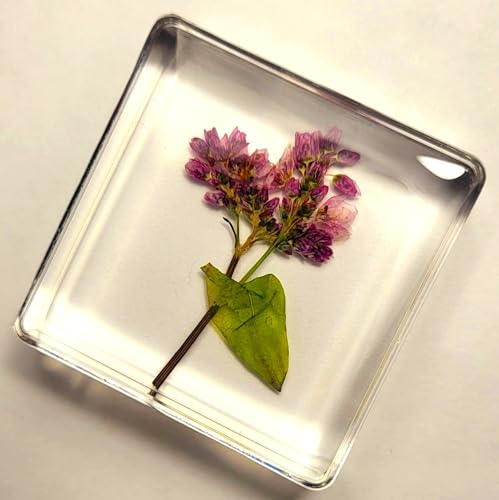 Image of 38mm Real Buckwheat Flower in Crystal Clear Lucite Resin Specimen Botanist Herb Herbarium Fagopyrum Esculentum Collection for Botany Science Education & Desk Ornament Display Small Paperweight