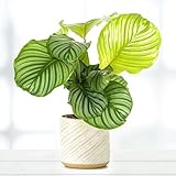 Leafmemoir