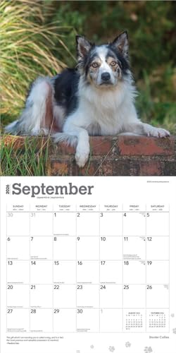 Border Collies | 2026 12 x 24 Inch (Hanging) Monthly Square Wall Calendar | Plastic-Free | BrownTrout | Animals Dog Breeds - image 4