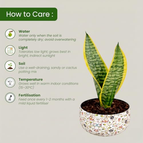 Image of Amulya Farms Indoor Plants for Home | Snake Plant Indoor Live Plant in Premium Floral Print Metal Pot | Air Purifying Indoor Plants for Home & Bedroom | Low Maintenance Indoor Plant
