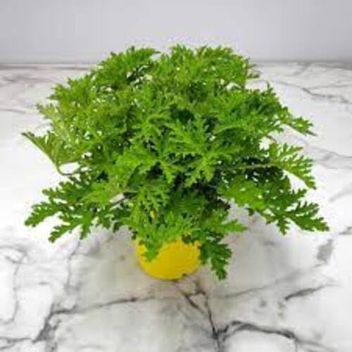 100pcs Green Citronella Plant Seeds