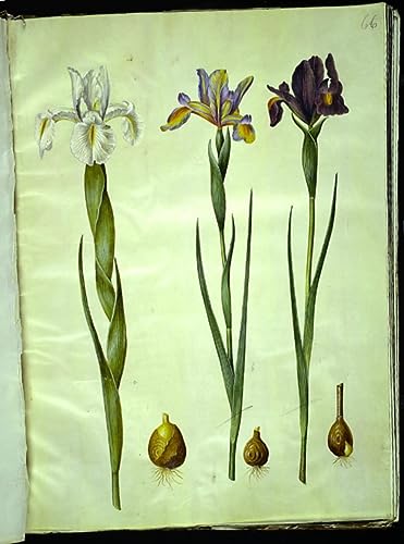 Toile Iris Latifolia de Hans Simon Holtzbecker impression art de qualité