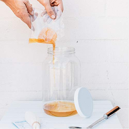 Joshua Tree Kombucha Basic Starter Kit - Basic Homebrew Kit Contains Kombucha SCOBY with Strong Starter Liquid, 1 Gallon Glass Fermenting Jar, Cloth Cover, Easy Brewing Instructions