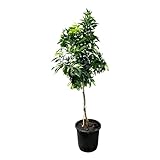 Sunny Tree - Mandarinier - Citrus Reticulata - 150 cm - arbre de 8 ans - arbre fruitier - A+