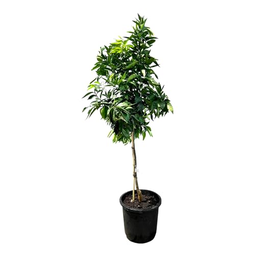 Sunny Tree - Mandarinier - Citrus Reticulata - 150 cm - arbre de 8 ans - arbre fruitier - A+