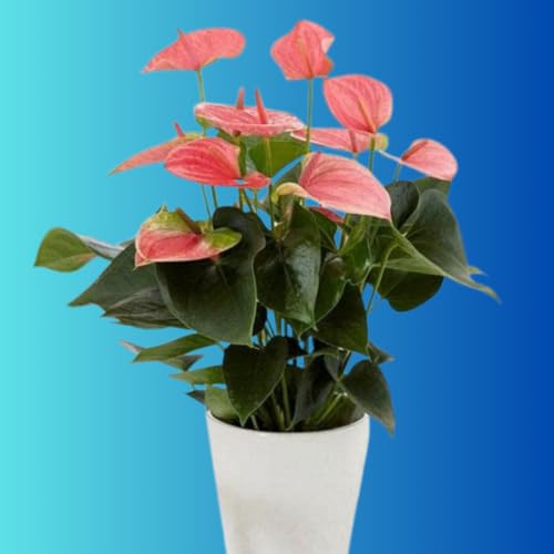 Image of live (LIILY)