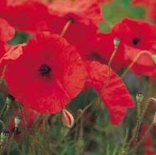 Herb Seeds - Red Field Poppy - 40,000 Seeds by Wafer