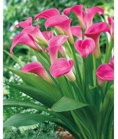 5 Garnet Glow Calla Lily Bulbs
