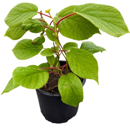 Kiwi Actinidia arguta ‚Herma‘ im 2 L Container, Selbstbefruchtend