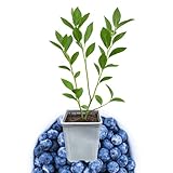 Bluecrop Blueberry Plant, 1-Liter Pot - Best All Around Blueberry! Grow Blueberries from Hand Picked Nursery
