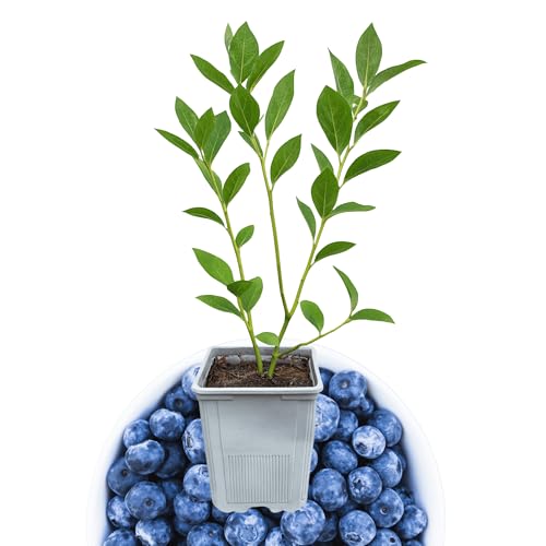 Bluecrop Blueberry Plant, 1-Liter Pot - Best All Around Blueberry!