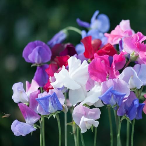 Sweet Pea Old Fashioned Mixed Traditional Cottage Garden Climbing Flower Seeds Highly Fragrant & Colourful Summer Blooms Annuals for Cutting & Garden Display 1 x Seed Packet by Thompson and Morgan