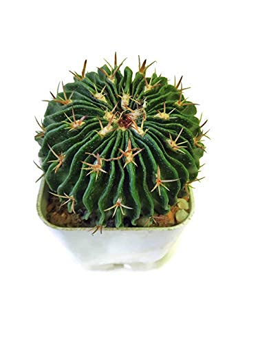 Exotic Cactus Echinofossulocactus phyllacanthus Cactus Live Plant(Brain Cactus) (B096S571JG) Amazon Price History, Amazon Price Tracker