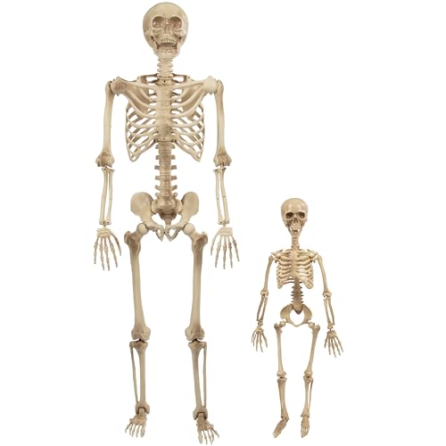 Life Size Human Skeleton Model for Anatomy Study- Scientific Body w Posable Joints, Arms & Legs- Skeletal System Details for School Classroom, Medical Learning- Full Structure Feat. Skull, Ribs & More