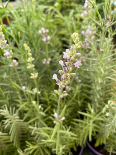 2 piante di rosmarino (Salvia rosmarinus L. 1753), vaso 16 Cm - Pianta aromatica perenne