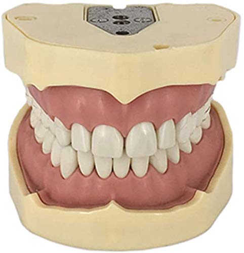 Todos Los Dientes De Resina Dental Modelo Dental Removible para La Práctica del Estudiante De Odontología Demostración Enseñanza De La Educación Dental Que Estudian