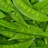 Mammoth Melting Sugar Pod Snow Pea Seeds – 1 LB (~1,800 Seeds) – Non-GMO Heirloom for Vegetable Gardens & Microgreens – High-Germination, Sweet & Tender Pods, Ideal for Trellising & Vertical Growing