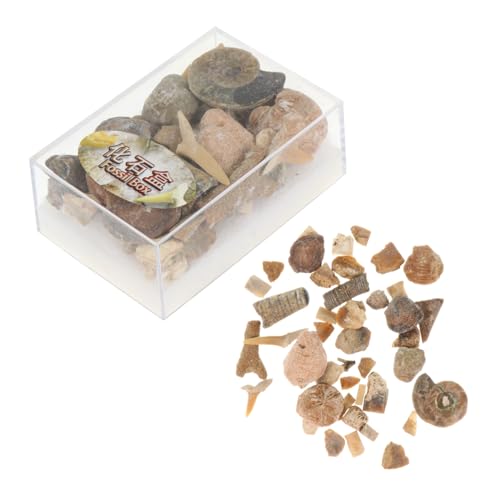 Levemolo 1 Box Ore Specimen Natural Stone Collection Gemstones and Crystals Specimen Stones Collection Stones Minerals Ore Stones Natural Mineral Natural Ore Tostones Hybrid