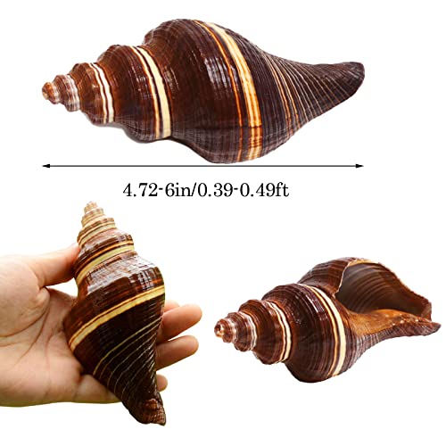Conchiglia grande 12-15 cm conchiglie marine