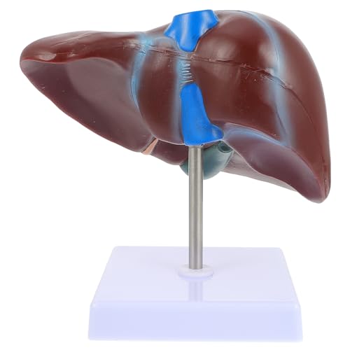 Modèle anatomique du foie humain pour enseignement et étude médicale