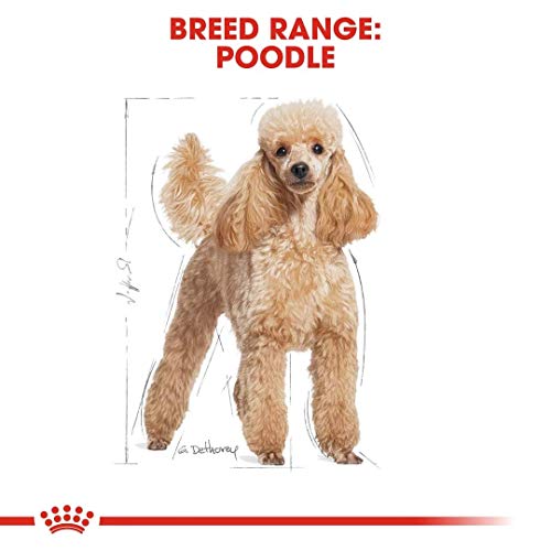 Royal Canin - Breed Health Nutrition Dachshund Adult, 12x85g