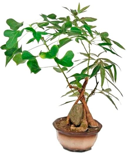 olive bonsai for sale Mini Olive Artificial Bonsai Tree
