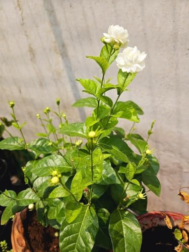 Image of White Mogra Live Plant with Pot | Arabian Jasmine Jasminum Sambac Fragrant White Flower Plant | Evergreen Flowering Shrub for Home Garden Balcony Terrace Pooja Decor | Pack of 1
