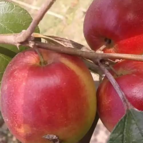 Image of All-Time 12 Months Hybrid GRAFTED Live Fruit Plant Original & Authentic Organic Tree for Outdoor Fast-Growing Fruit Plant Home Gardens Pack Of-1 (Kashmiri Red Apple Ber Plant, Medium)