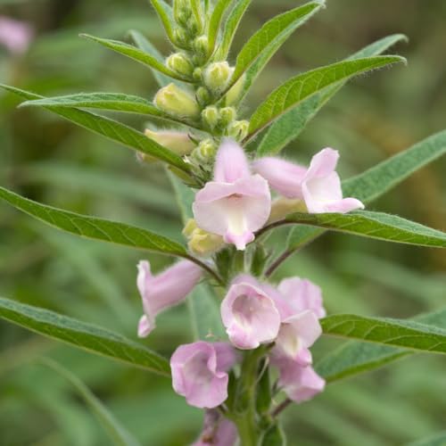 semillas de sésamo negro orgánicas Plantas raras, semillas orgánicas, vegetales, semillas de sésamo plantas en macetas resistentes cobertura del suelo hierbas de jardín semillas de 300pcs