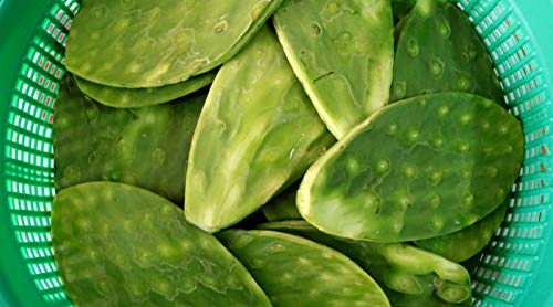 Fresh Edible Spineless Cactus Paddle