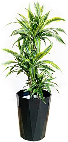 Amazon ドラセナ ワーネッキー レモンライム 黒色鉢カバー付 観葉植物 中型 大型 インテリア 観葉植物 オンライン通販 Amazon ドラセナ ワーネッキー レモンライム 黒色鉢カバー付 観葉植物 中型 大型 インテリア 観葉植物 オンライン通販