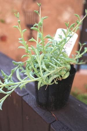 Amazon Co Jp 多肉植物 セネシオ属 ドルフィンネックレス ３号ラベル付き苗 Diy 工具 ガーデン