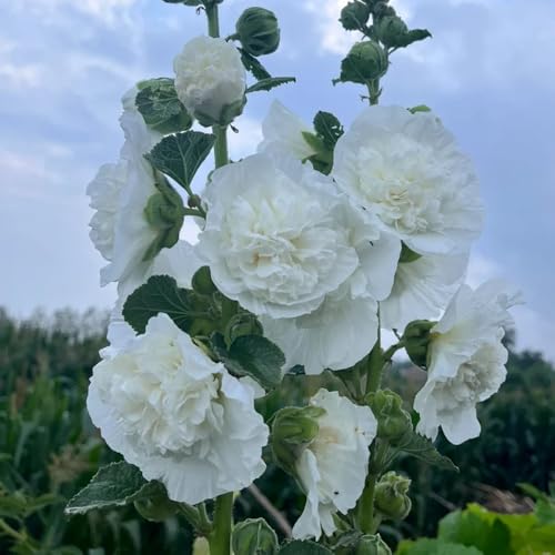 stockrosensamen mehrjährig - deko winterharte garten hochbeet gewächshaus balkon 25pcs