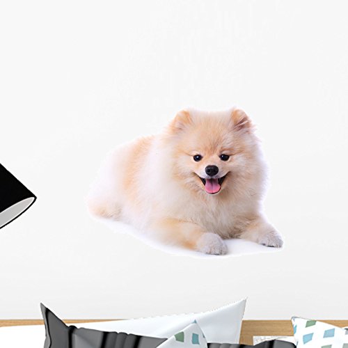 Wallmonkeys Pomeranian Puppy Dog Wall Decal Peel and Stick Graphic WM181529 (18 in W x 14 in H)