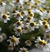 Herb Chamomile Common D914A (White) 500 Open Pollinated Seeds by David's Garden Seeds