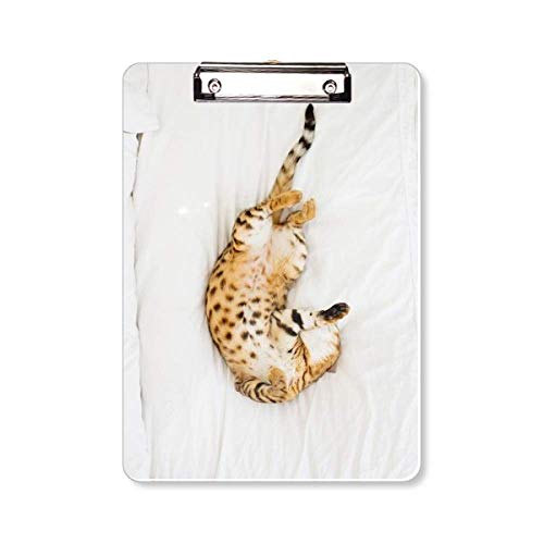 Chat Ocelot Photographe support plaque A4 anti corne