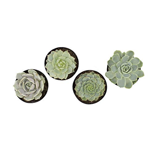 Altman Plants, Echeveria Succulents Live Plants (4 Pack), Live Succulents Plants Live Houseplants, Live Indoor Plants Succulent Plants, Succulent Plant House Plants Indoors Live Succulent Party Favors #TOP7