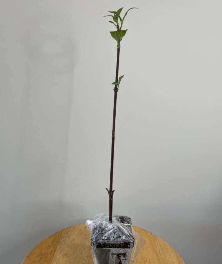 Miniatura 2 de Live Akebono Cherry Blossom Tree (6 ''-10 '' de alto) - Flor de cerezo para jardinería - Not Ship AZ & CA