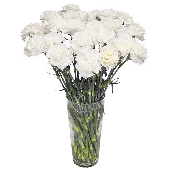 Ramo de Clavelinas Blancas Frescas con 50 Flores en Diseño Moderno y Elegante Ramo Clavel Blanco Premium