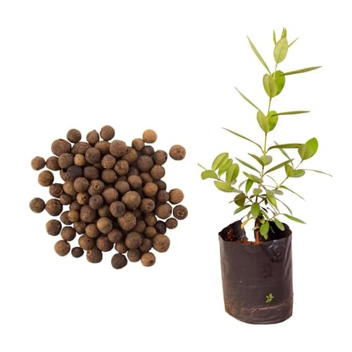 AMK Jardinagem e Paisagismo, Muda de Pimenta da Jamaica 20 a 40cm AMK - Plantas Online