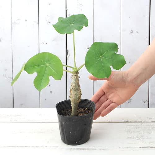 Amazon｜（観葉植物）ヤトロファ サンゴアブラギリ（珊瑚油桐） 3～4