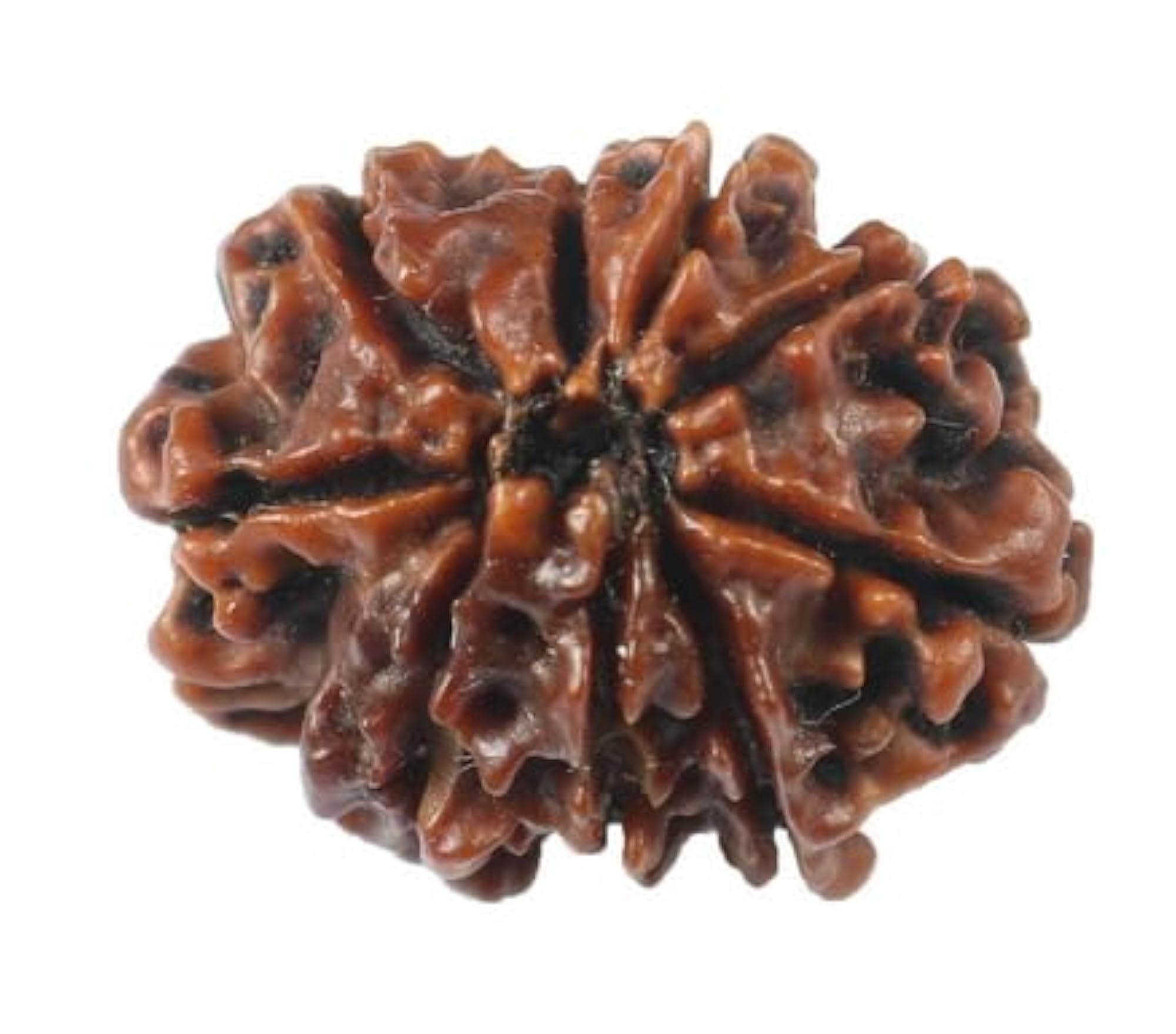 Genuine Aath Mukhi Rudraksha Beads, 8 Mukhi Design